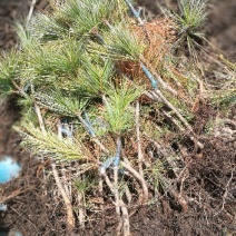 红松树苗吉林长白山产地直销30~50cm