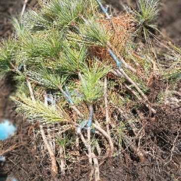 红松树苗吉林长白山产地直销30~50cm