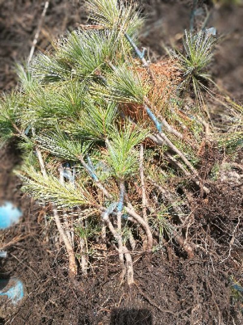 红松树苗吉林长白山产地直销30~50cm