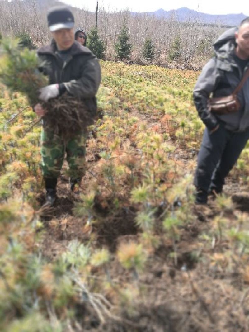 红松树苗吉林长白山产地直销30~50cm
