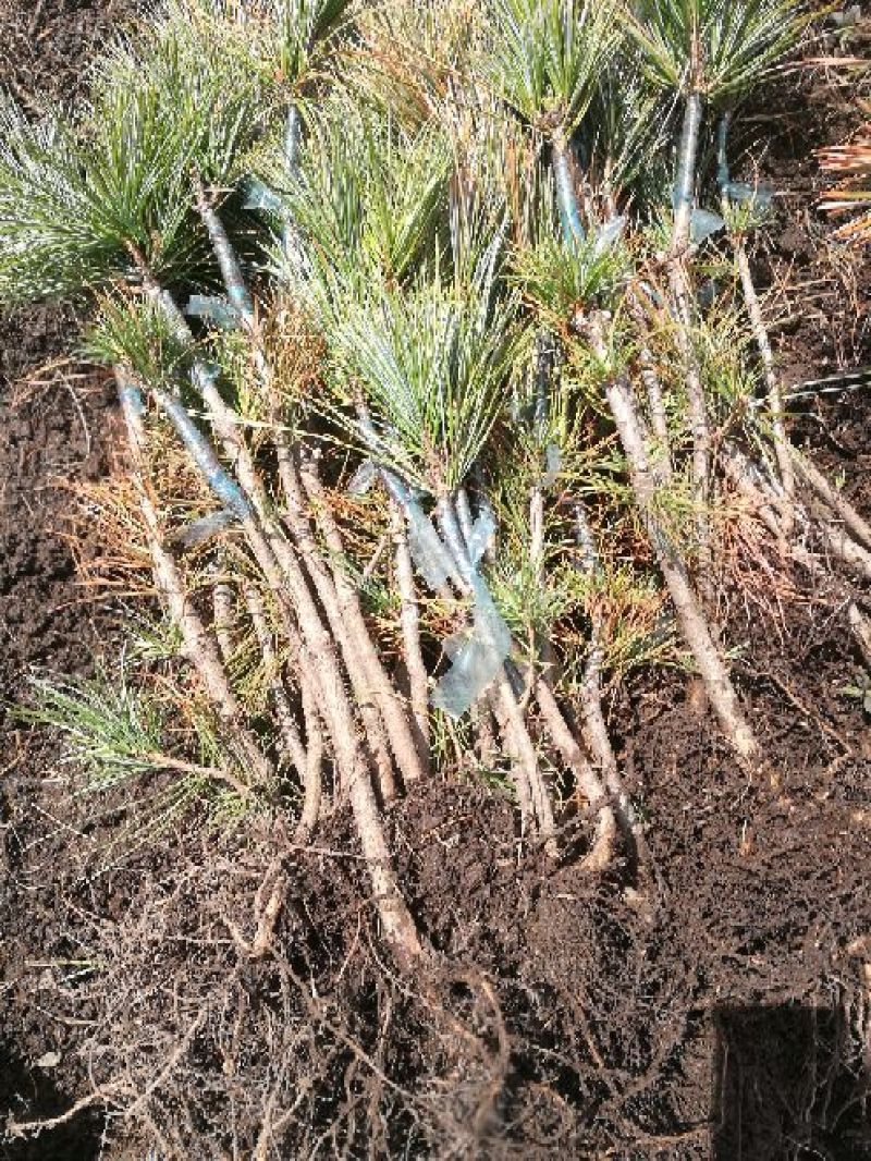 红松树苗吉林长白山产地直销30~50cm