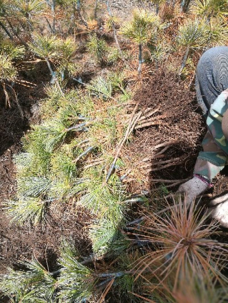 红松树苗吉林长白山产地直销30~50cm