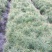 红松树苗30~50cm产的直销量大从优一件代发