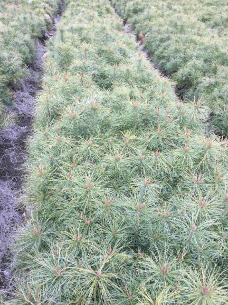 红松树苗30~50cm产的直销量大从优一件代发