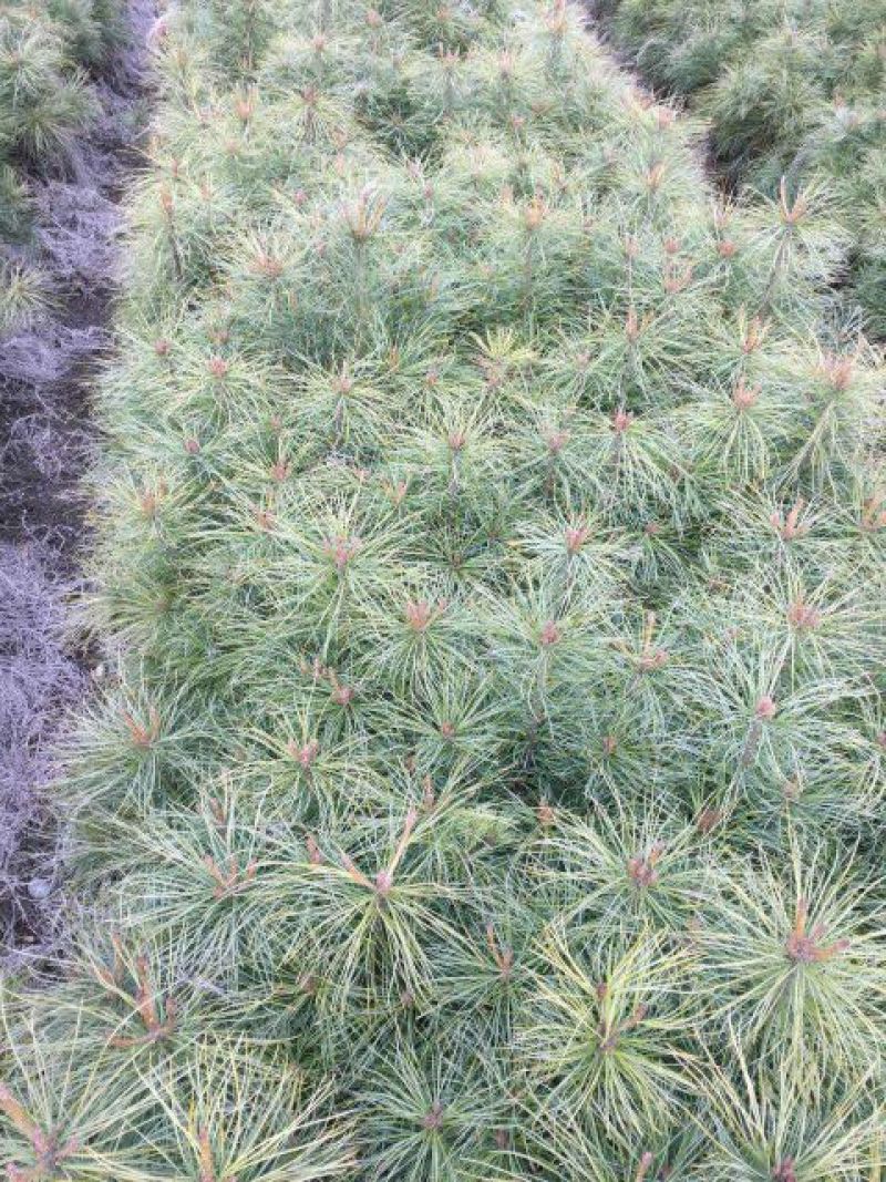 红松树苗30~50cm产的直销量大从优一件代发