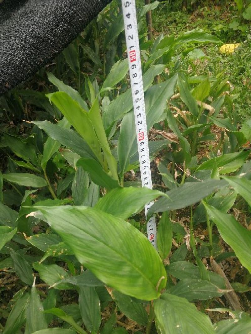 草果苗30-50公分