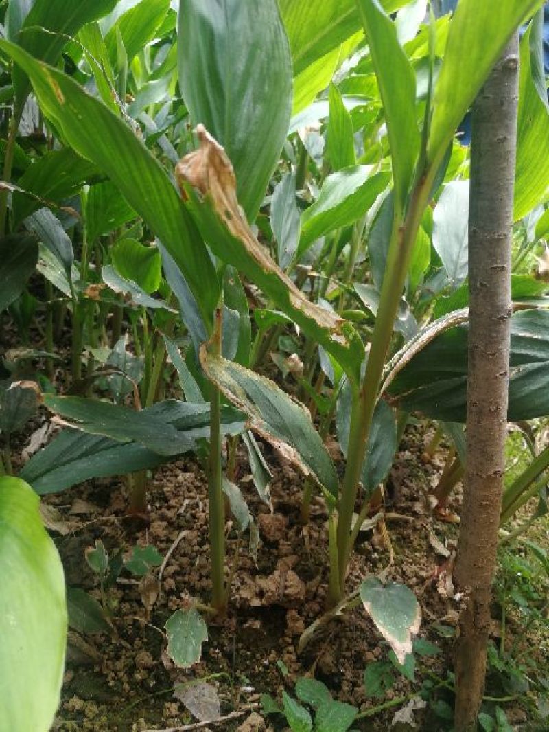 草果苗30-50公分