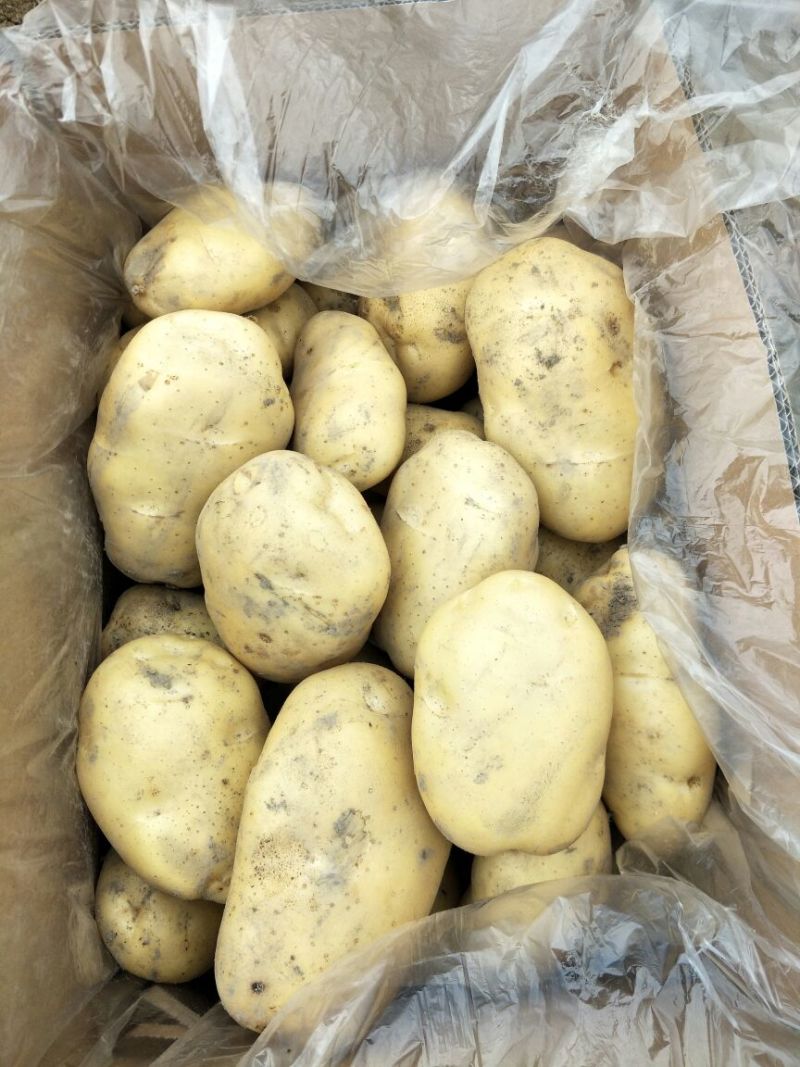 荷兰十五土豆3两以上精品，货鲜走货快，快来下单哦