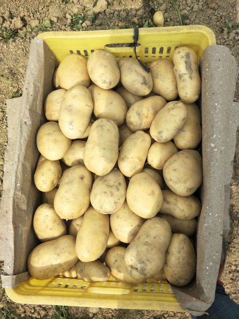 荷兰十五土豆3两以上精品，货鲜走货快，快来下单哦