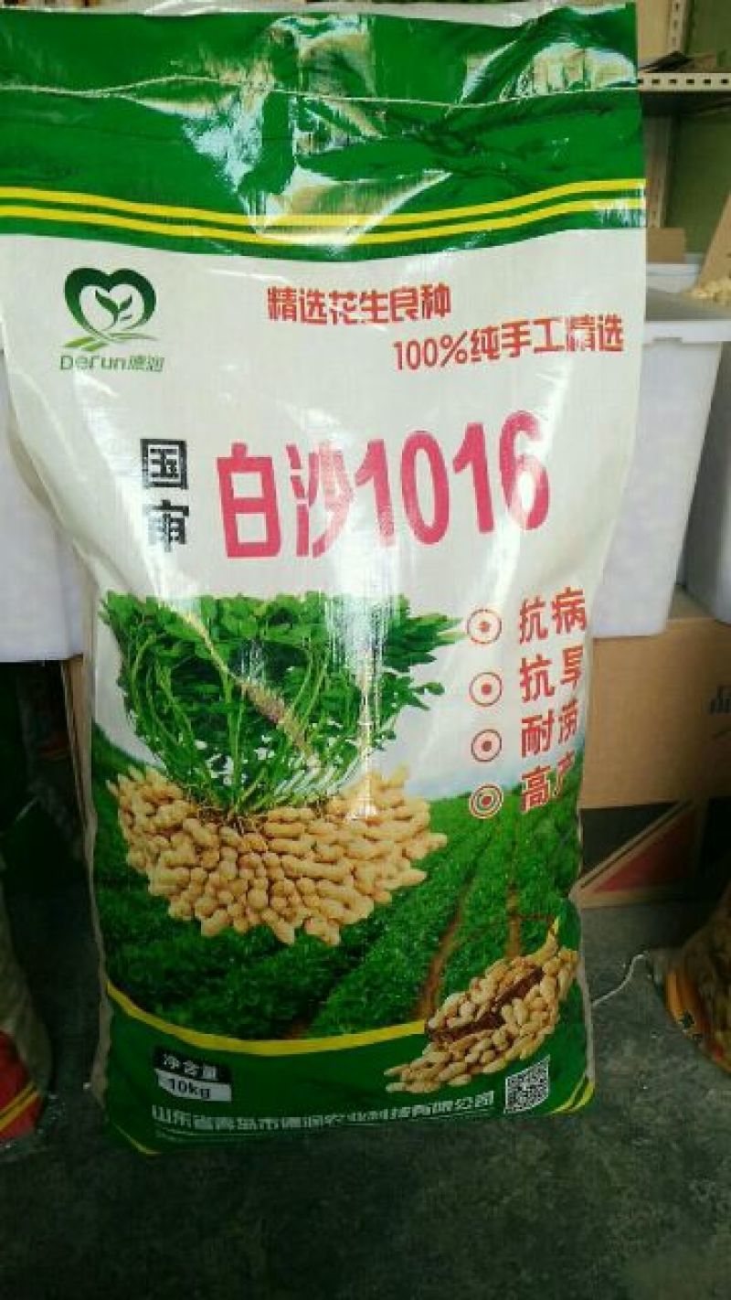 白沙系列花生种子