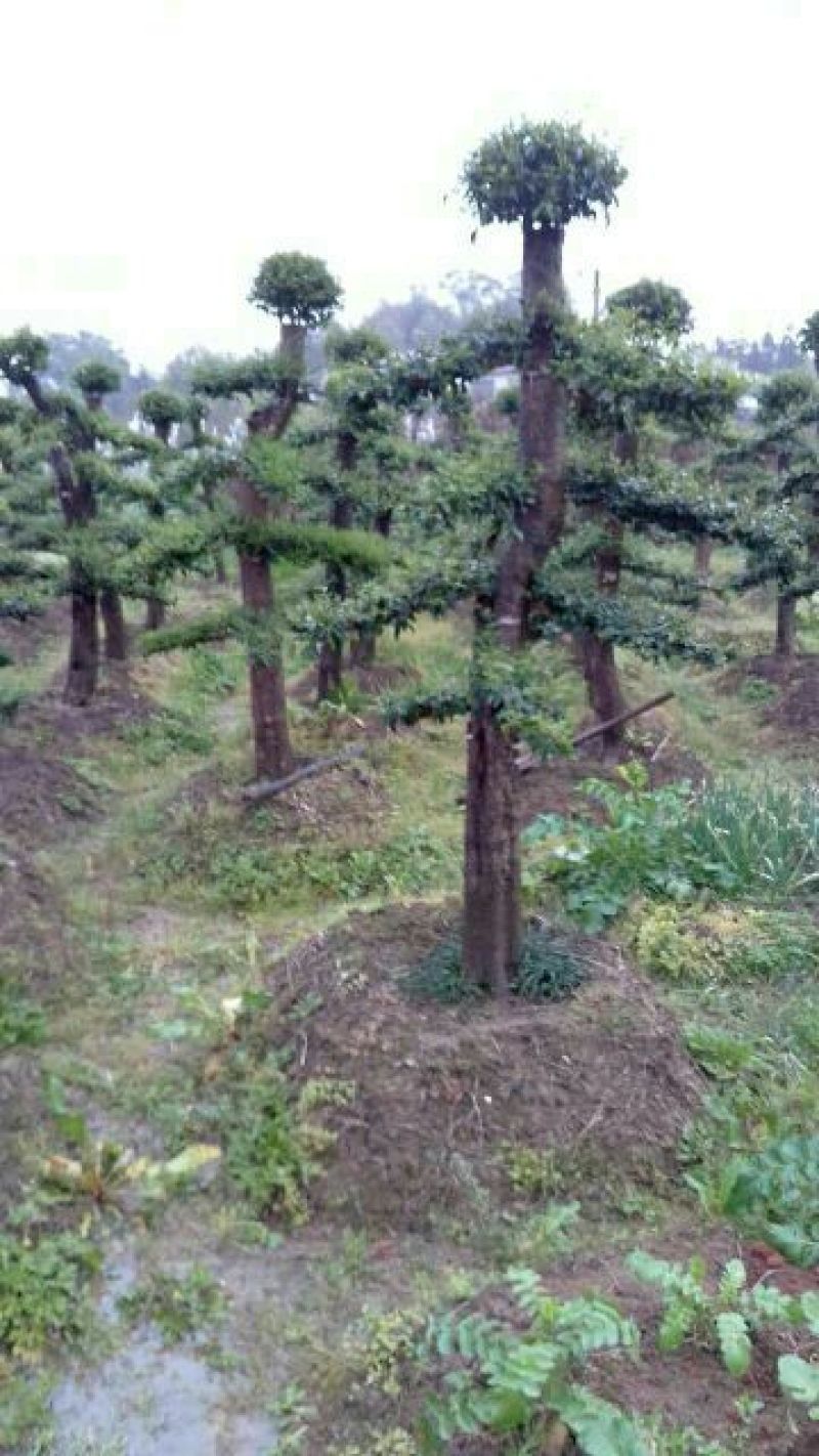 造型树