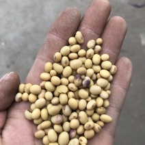 黄豆中等