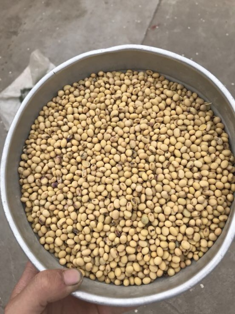 黄豆中等