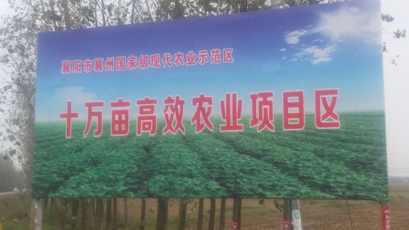 希森系列实验系列沃土颜色鲜亮黄皮黄心种植基地