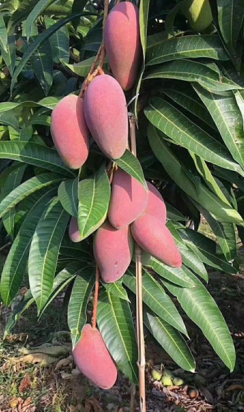 金煌芒海南贵妃