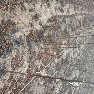 冬枣树苗1.5~2cm110~cm