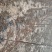 冬枣树苗1.5~2cm110~cm
