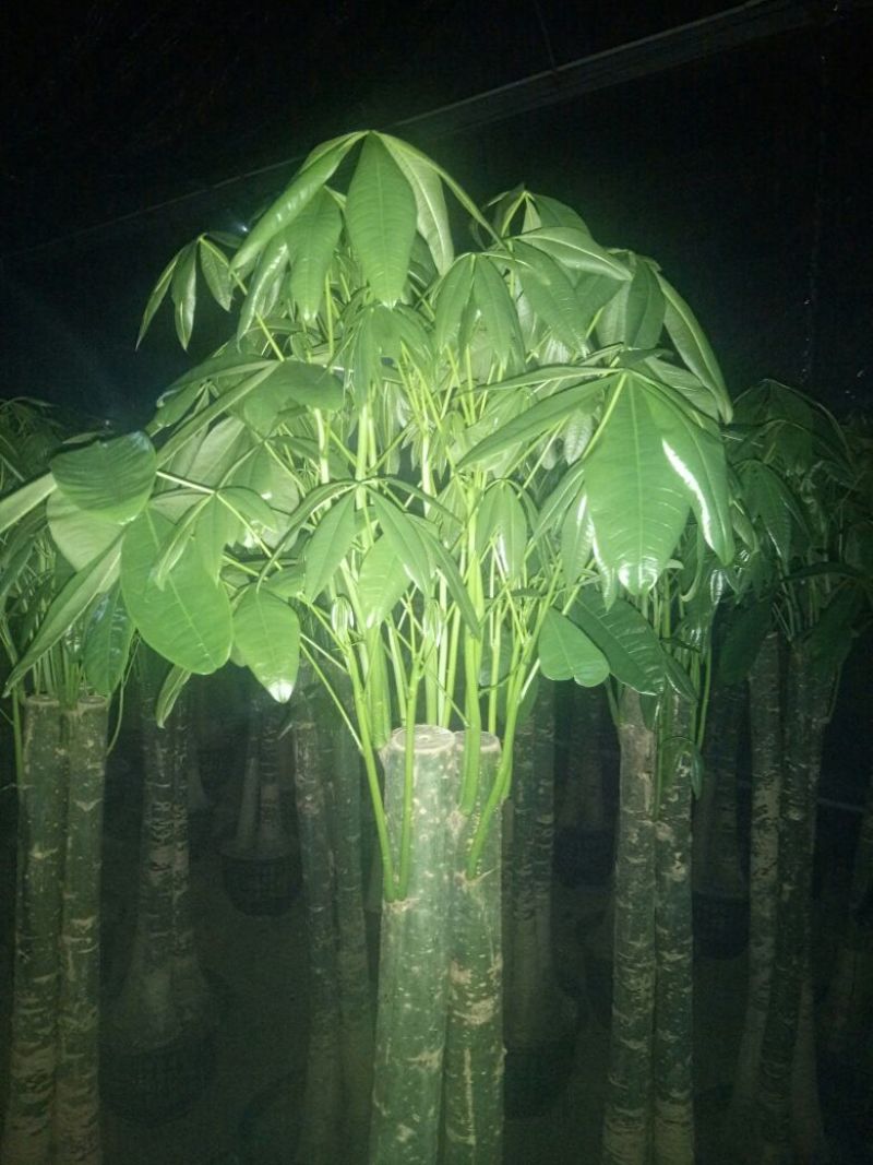 发财树带盆栽好