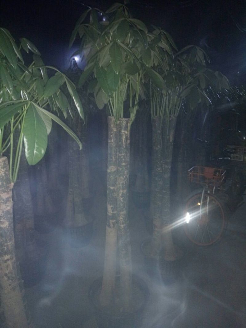 发财树带盆栽好