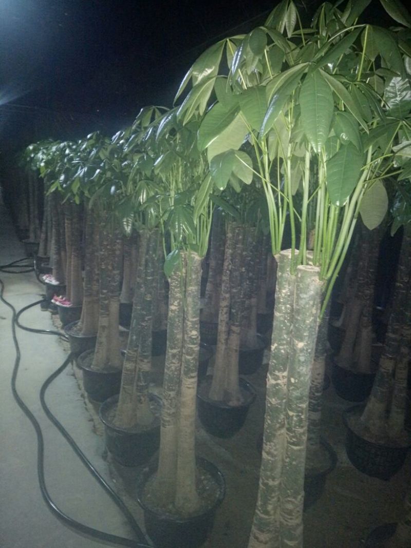 发财树带盆栽好