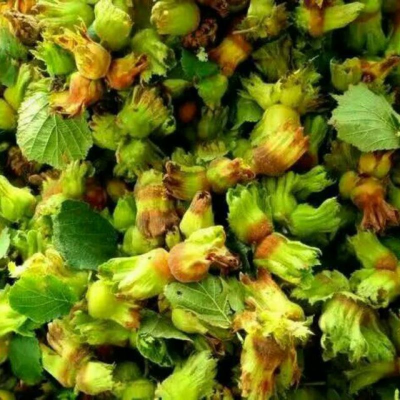 【榛子】东北包山榛子一手货源，皮薄仁满，现炒现卖大量批发