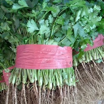 大叶香菜20~30厘米