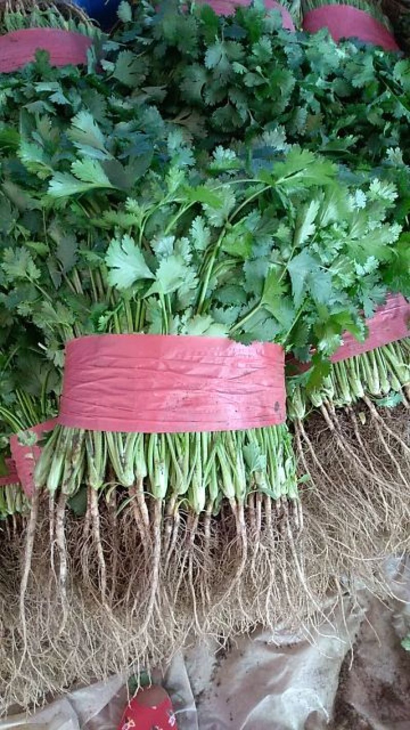 大叶香菜20~30厘米