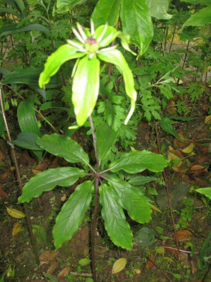 金线莲鲜货