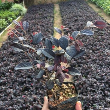 红桎木球4~6cm12~14cm0.5米以下
