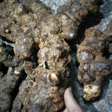 土茯苓统个