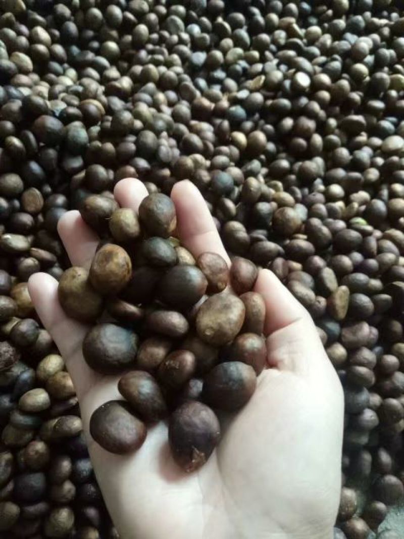 供应枇杷种子枇杷树种子枇杷果树种子枇杷苗占地种子