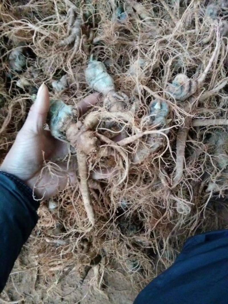 三七粉细粉