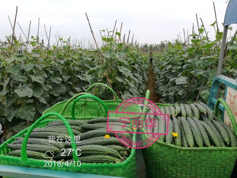 刺黄瓜现摘现发，22~25公分，干花带刺