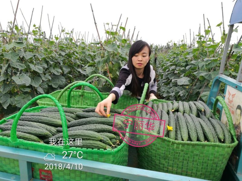 刺黄瓜现摘现发，22~25公分，干花带刺