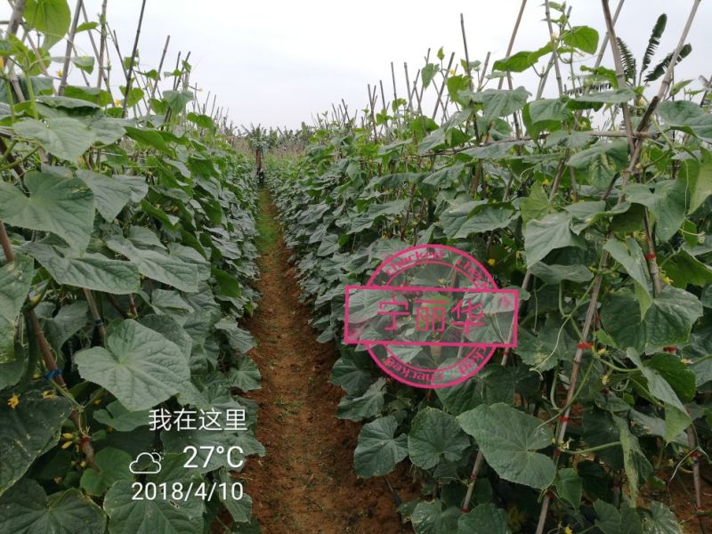 刺黄瓜现摘现发，22~25公分，干花带刺