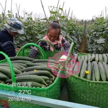 刺黄瓜现摘现发，22~25公分，干花带刺