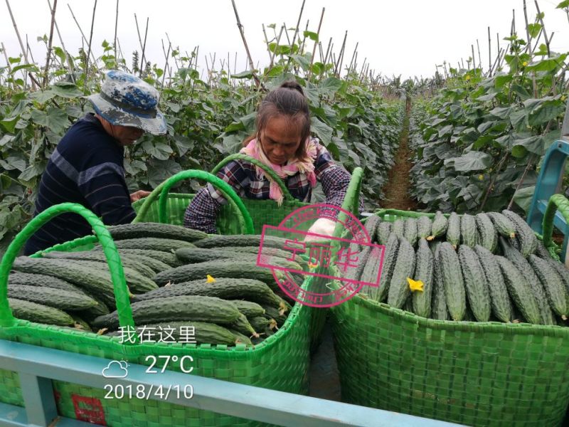 刺黄瓜现摘现发，22~25公分，干花带刺