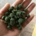 三七花无柄