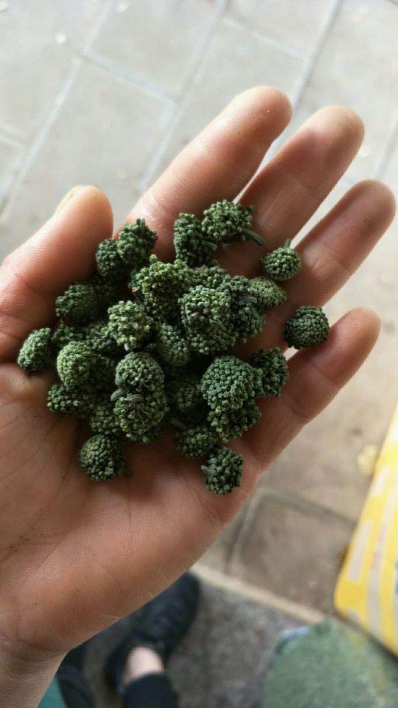 三七花无柄