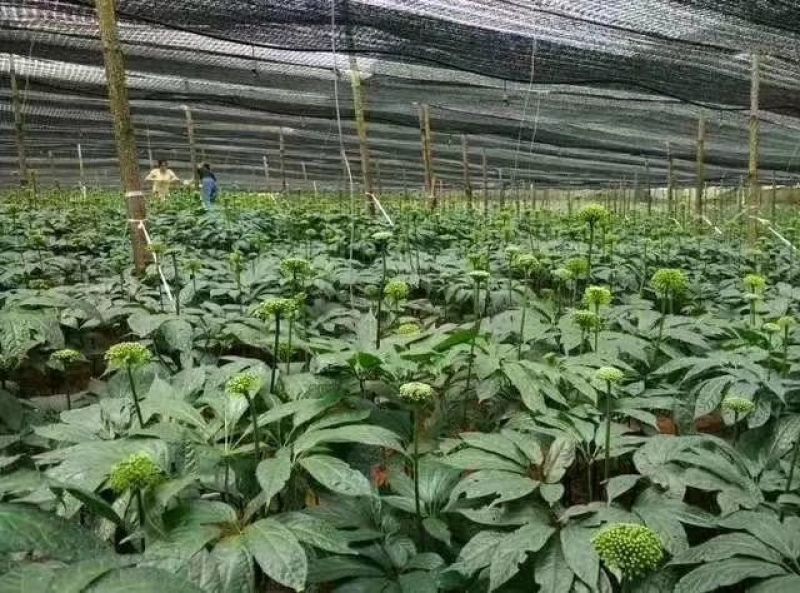 三七花无柄
