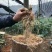 三七粉