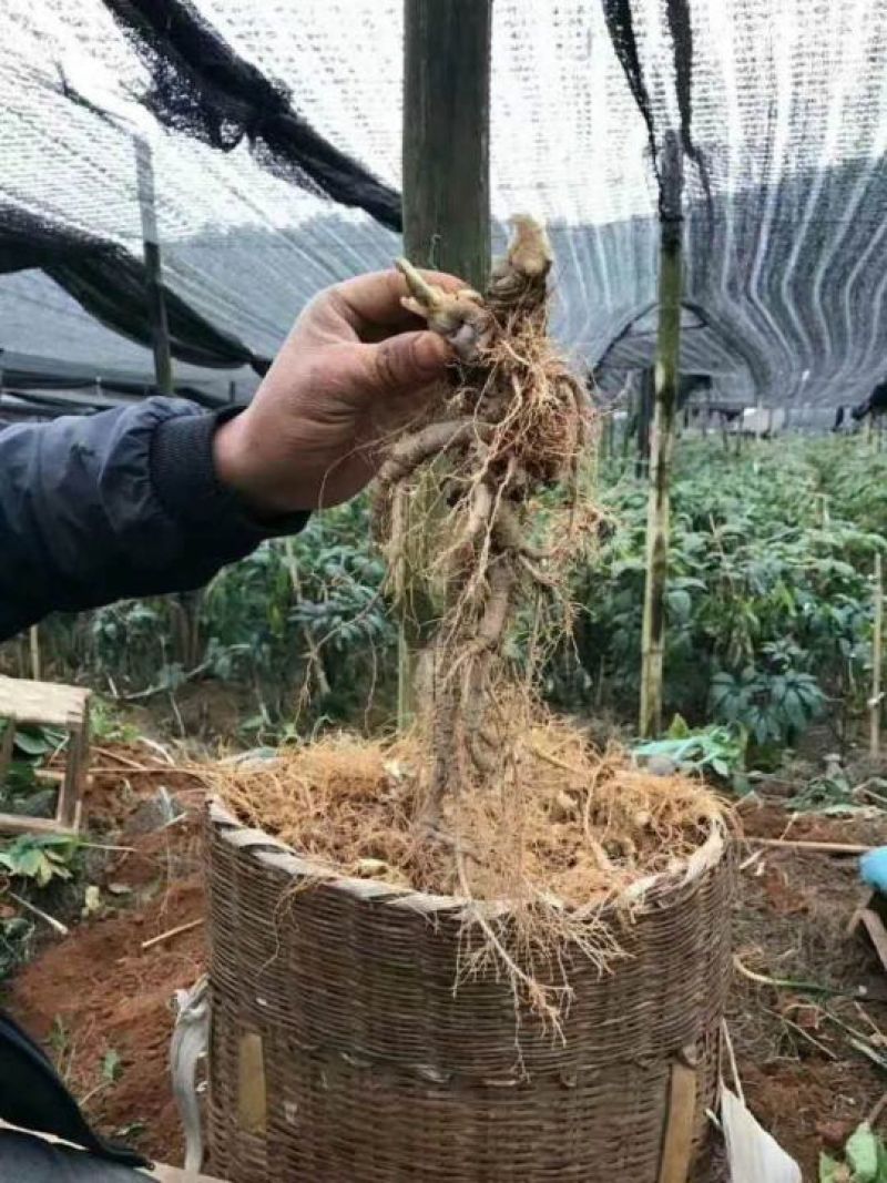 三七粉