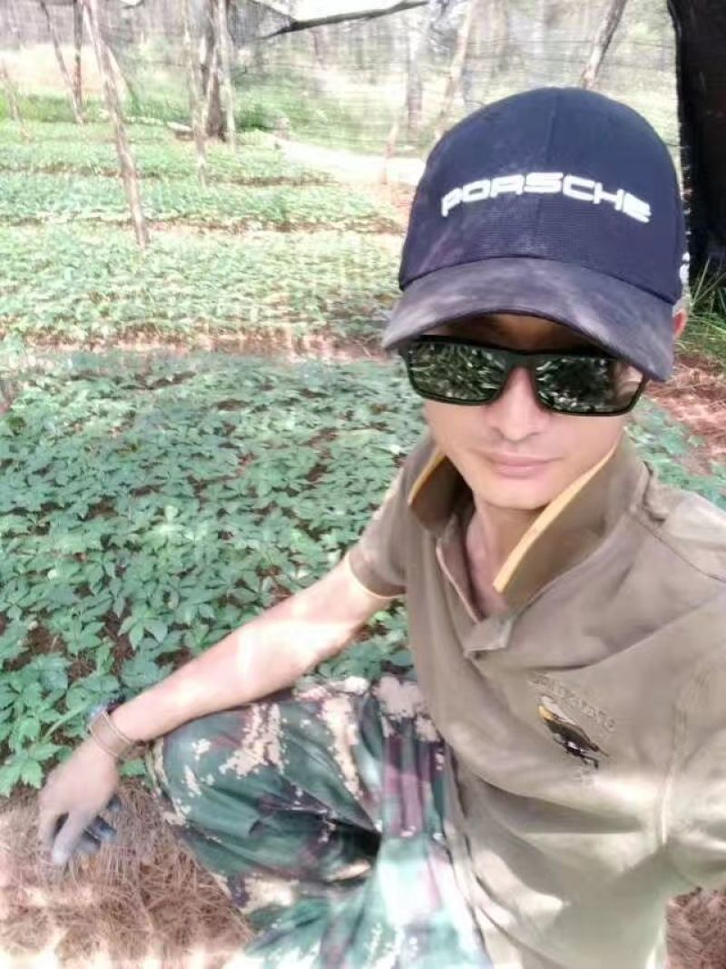 三七苗10cm以下三七粉三七果三七花都有的