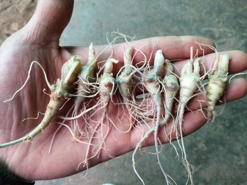 三七苗10cm以下三七粉三七果三七花都有的