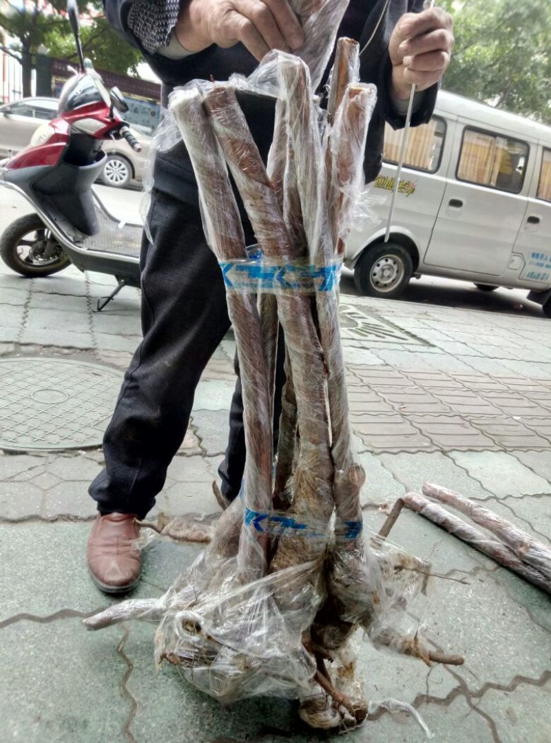 红刺藤顾客要多少公分，沟通后定