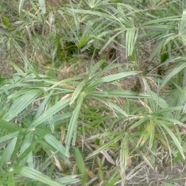 棕榈树苗