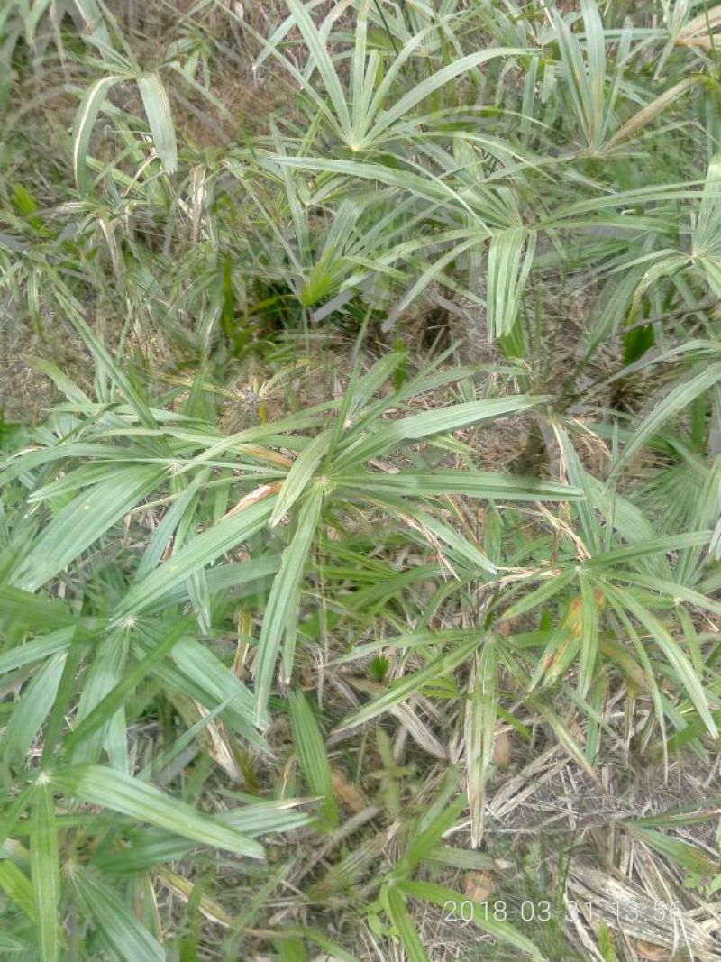 棕榈树苗