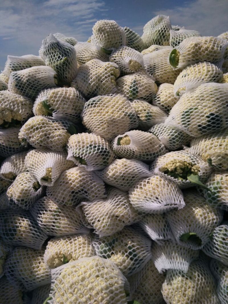 白面青梗松花菜1~2斤散花乳白
