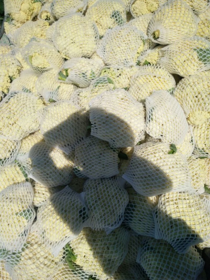 白面青梗松花菜1~2斤散花乳白