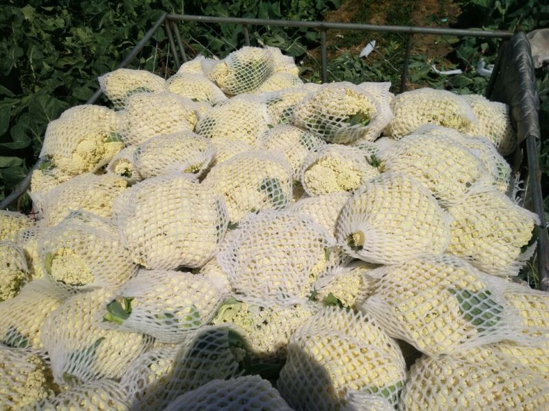 白面青梗松花菜1~2斤散花乳白
